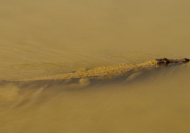 Crocodile Swim